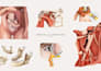 create surgical and anatomical art for medical professionals